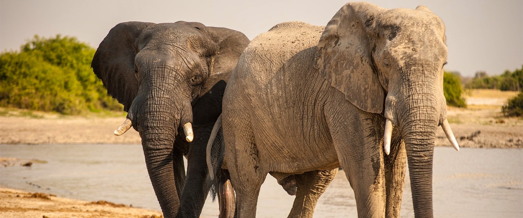 Elephants at private waterhole at Ghoha Hills