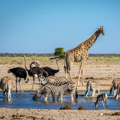 Etosha National Park 