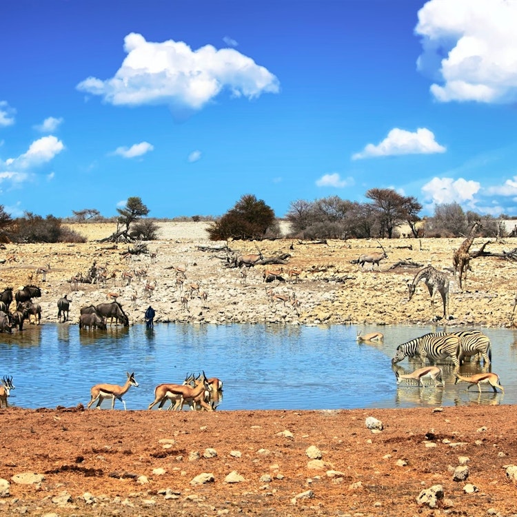 Etosha National Park
