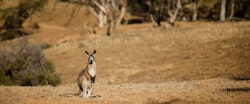 Wildlife at Arkaba Conservancy, Flinders Ranges