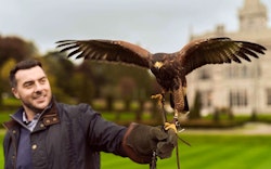 Falconry at Adare Manor, Ireland