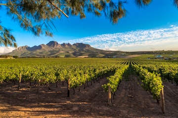Cape Winelands