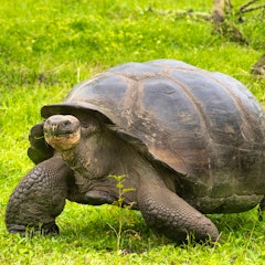 La Galapaguera and Cerro Brujo (San Cristobal Island)