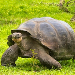 Otavalo – Quito – Galapagos (Santa Cruz)
