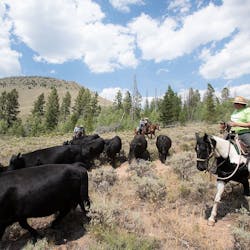 Live Stock at Drowsy Water Ranch, Colorado