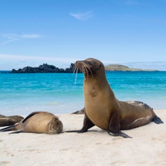 Bahia Gardner and Suarez Point (Española Island)