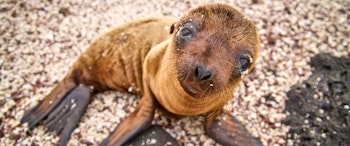 Galapagos Discovery image 1