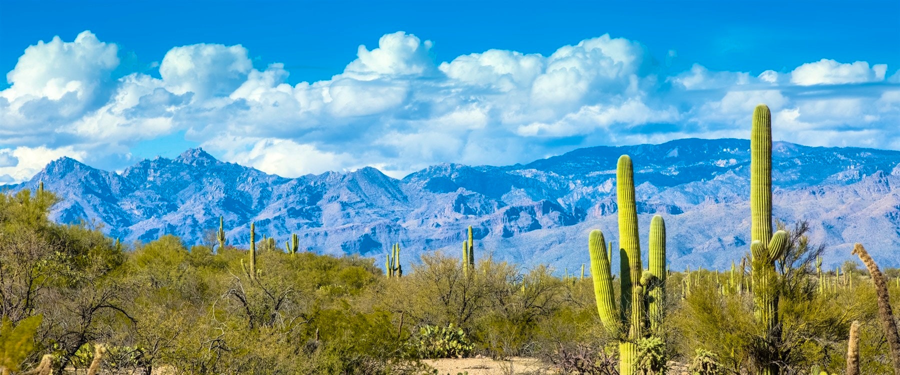 saguaro national park