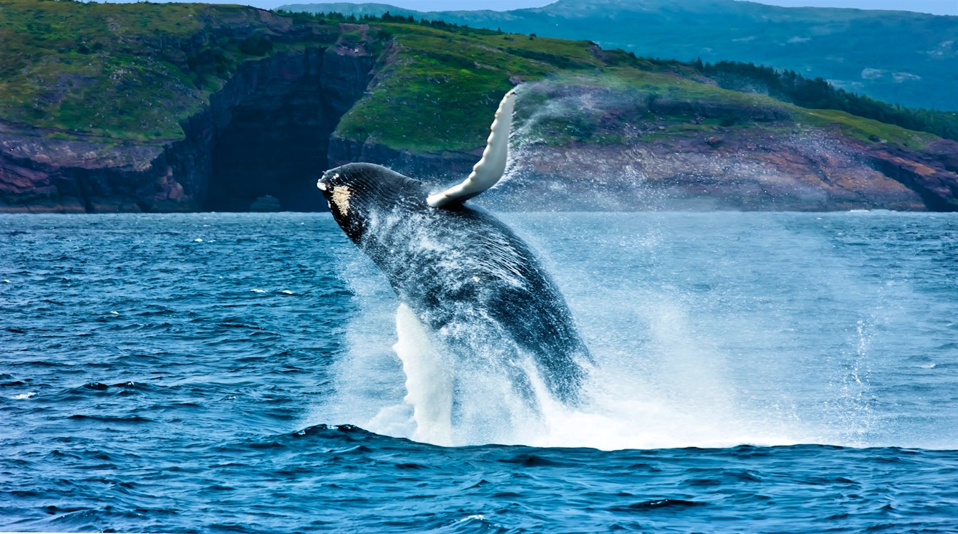 Breaching whale, Witless Bay Ecological Reserve