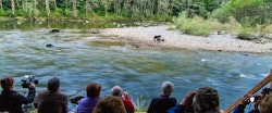 Viewing platform at Great Bear Lodge