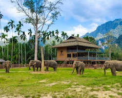elephant roaming elephant hills