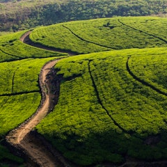 Tea plantation