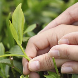 Tea Plucking Experience at Heritance Tea Factory Hotel, Nuwara Eliya