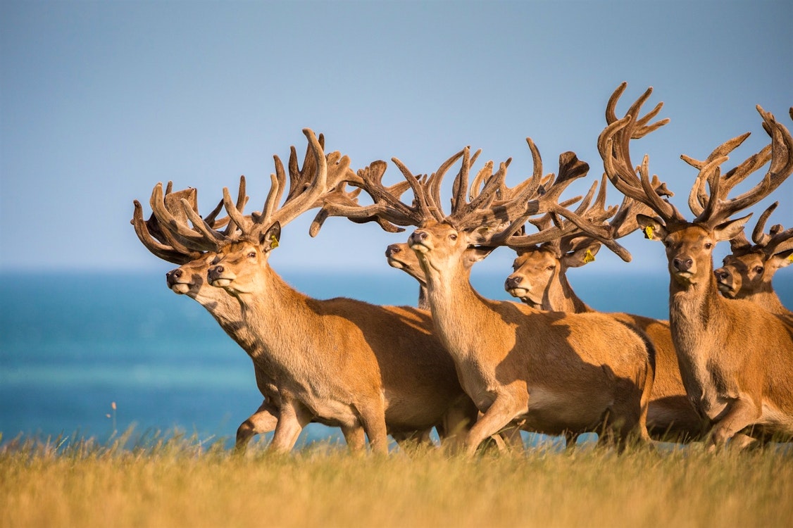 wildlife at hapuku lodge  tree houses kaikoura
