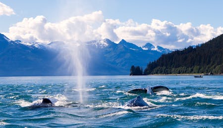 Humpaback Whales Playing in the Ocean in Juneau, Alaska