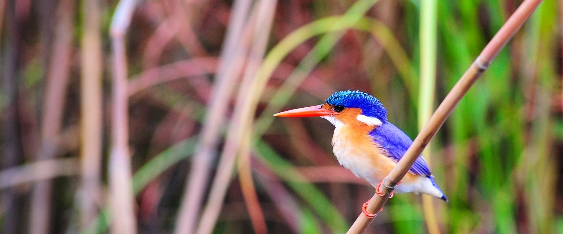 Wildlife at Zambezi Queen