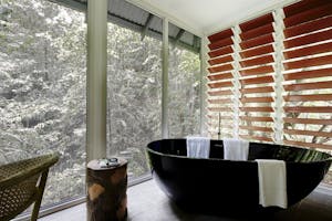 Rainforest Bayan