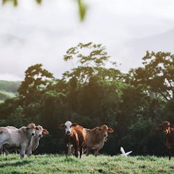 cattle at daintree eco lodge and spa