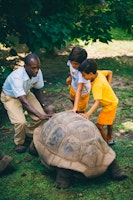 Feeding Tortoises at Raffles Seychelles