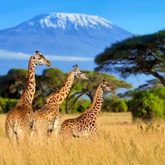 UK – Nairobi – Kilimanjaro