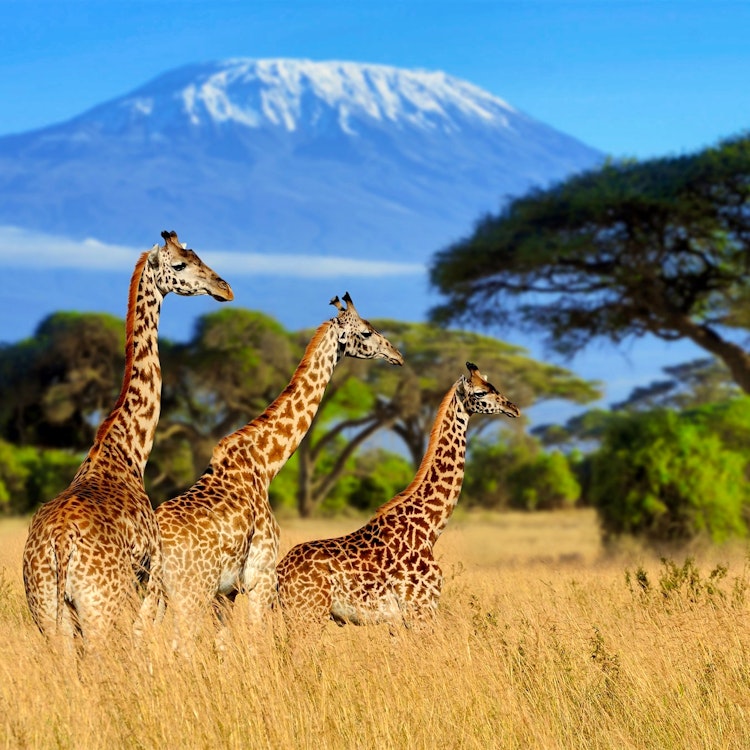 UK – Nairobi – Kilimanjaro