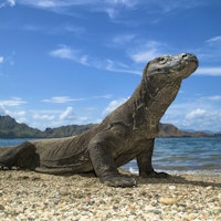 Komodo Dragon Exploration image 3