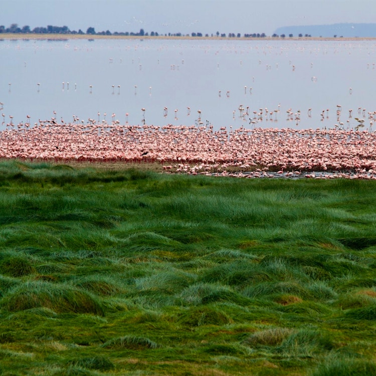 Lake Manyara National Park