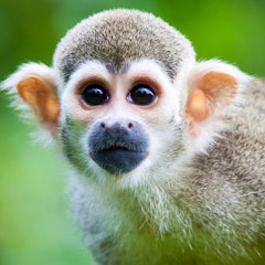 Puerto Maldonado (Peruvian Rainforest)