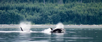 Farewell Harbour Lodge image 2