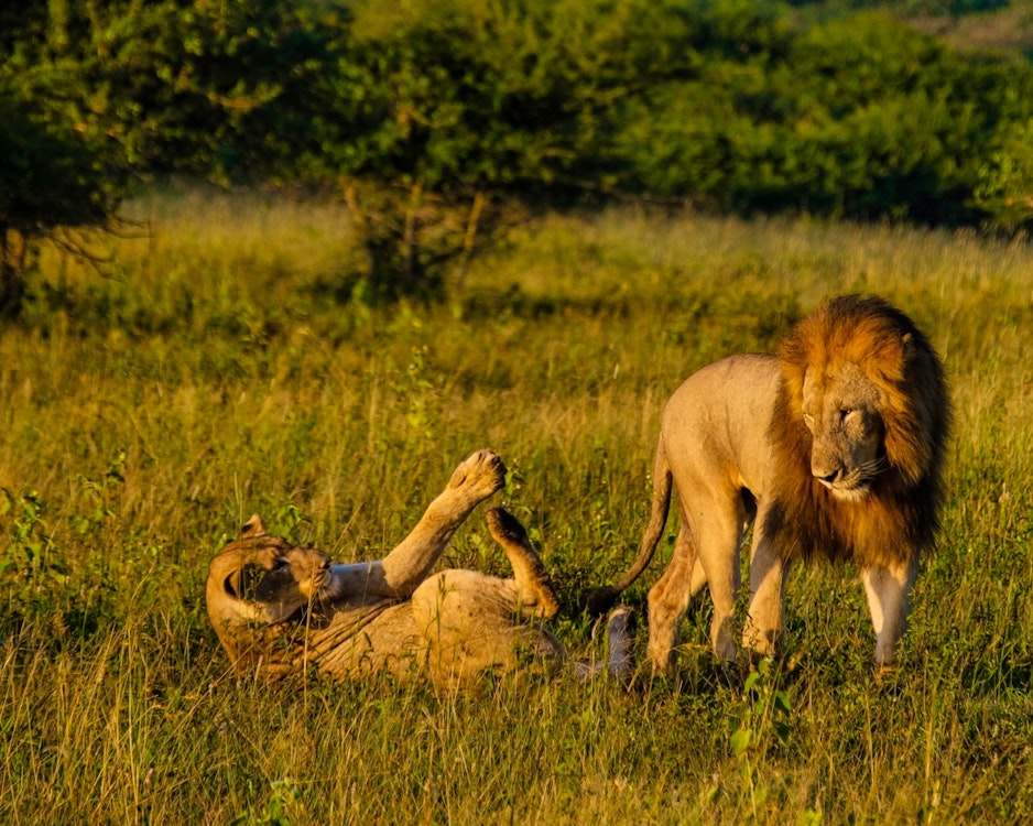 Lions, South Africa, Highlights of KwaZulu Natal Tour, South Africa, Day 5 - 7