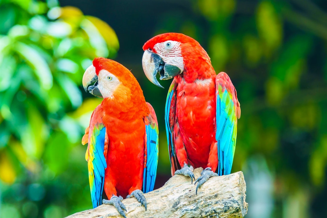 Boca de Valeria, Amazon Trailblazer, Oceania Cruises