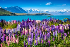 Discover New Zealand's South Island image 3