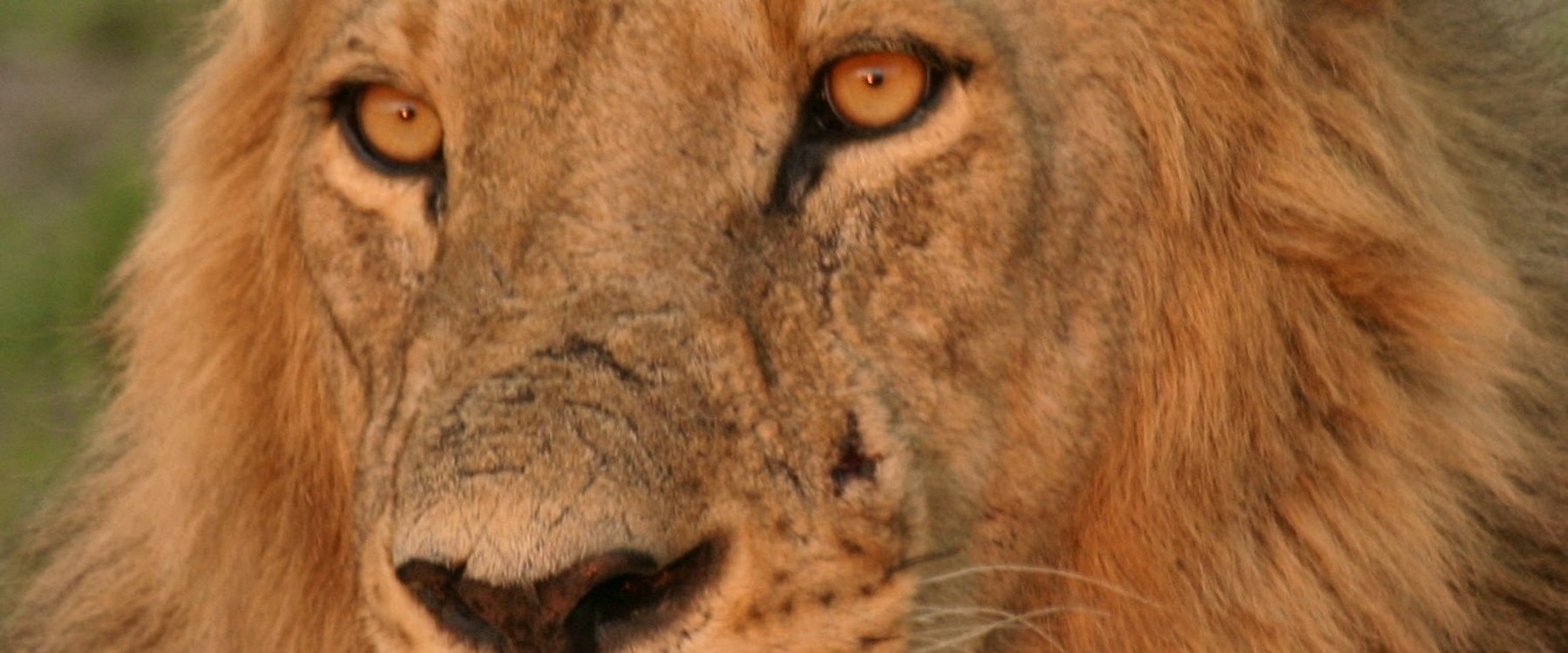 Lion at Selous Serena Camp