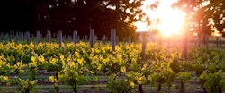 Vineyards at Marlborough Lodge, New Zealand 