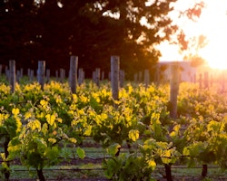 Vineyards at Marlborough Lodge, New Zealand