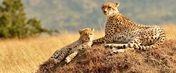 Kenya Adventure: Masai Mara, Safari & The Seychelles image 1