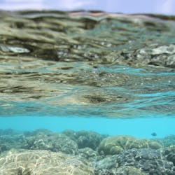 Beautiful Reef at Angsana Ihuru, Indian Ocean