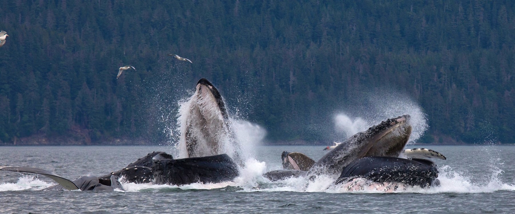 humpbacks whales feeding off juneau