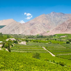Chilean Winelands 