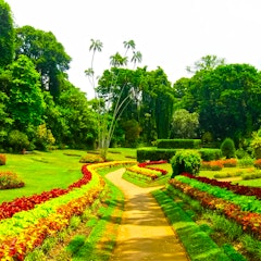 Millennium Elephant Foundation and Peradeniya Botanical Gardens