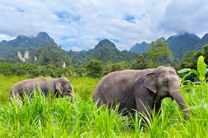 Thailand Elephant Safari & Beach Retreat image 1