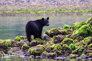 Wildlife Adventure in British Columbia  image 1