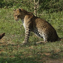 lounge interior, Noel Rodrigo's Leopard Safaris