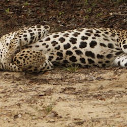 safari jeep, Noel Rodrigo's Leopard Safaris