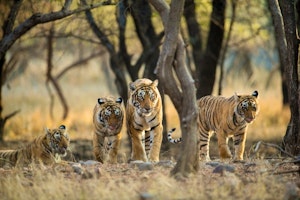 In Search of Royal Bengal Tigers staying in Stylish Boutique Hotels image 1