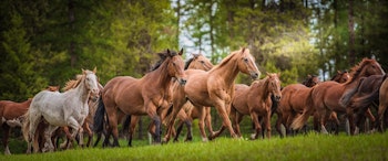 Three Bars Guest Ranch image 1