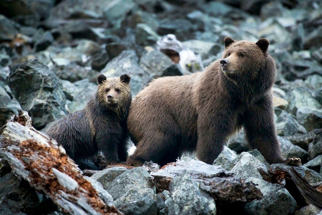 grizzly with cub - photo by john lehmann