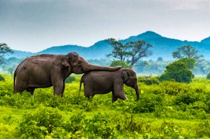 Minneriya Elephant Gathering image 1