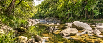 Daintree Rainforest and Cape Tribulation 4WD Adventure