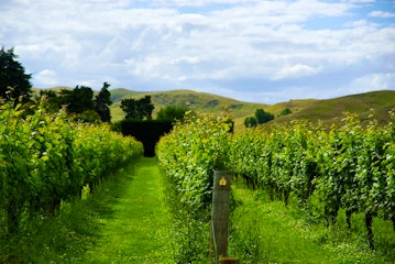 Napier Tour and Wine Tasting